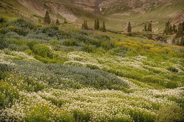 Jaynes Gallery 아티스트의 USA-Colorado-American Basin Wildflowers in mountain meadow작품입니다.